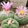 Lophophora_v_decipiens